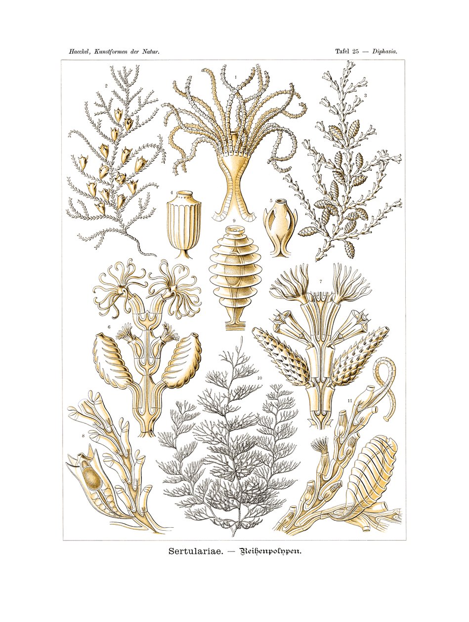 Sertularie da German School