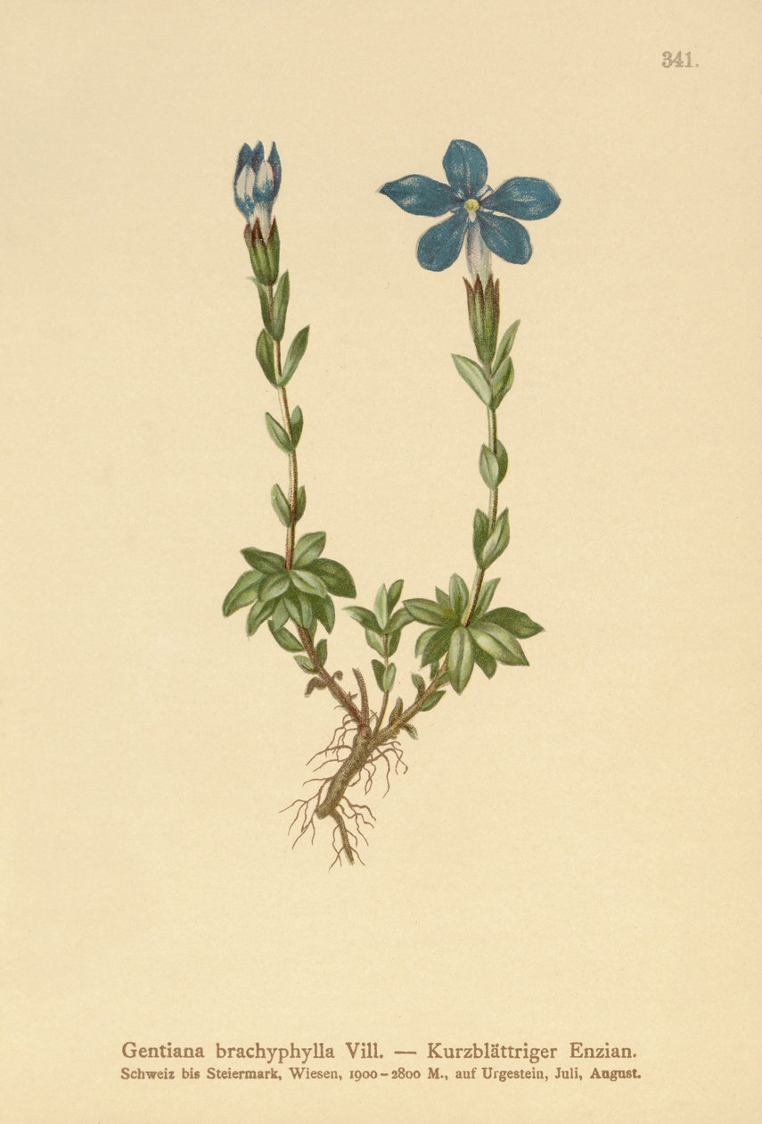 Genziana a foglie corte (Gentiana brachyphylla) da German School