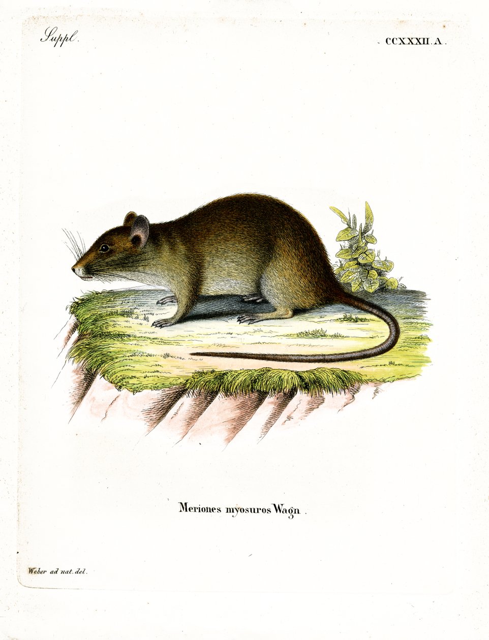 Ratto bandicoot dalla coda corta da German School