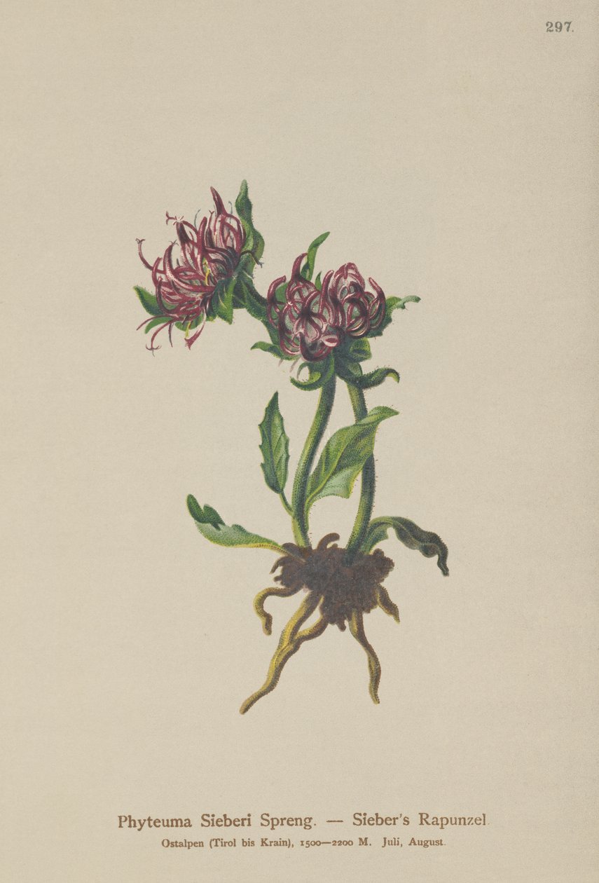 Raponzolo di Sieber (Phyteuma Sieberi) da German School