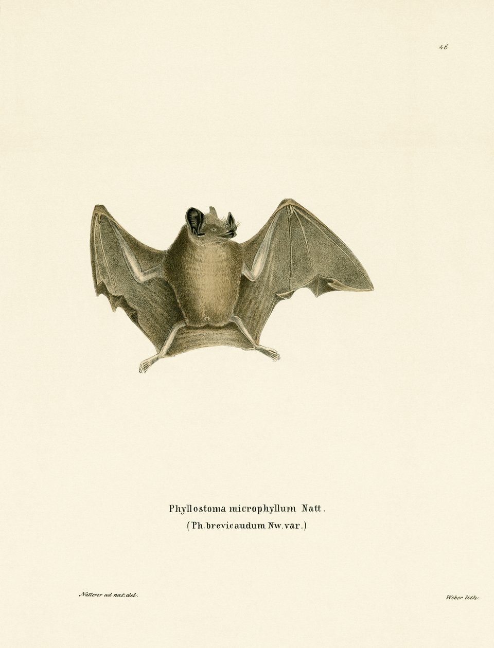 Pipistrello dalla Coda Corta e Setosa da German School