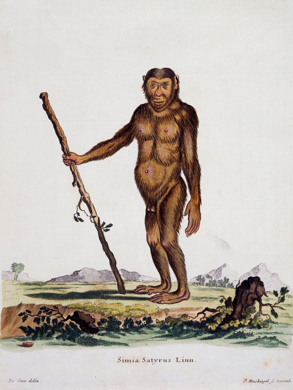 Simia satyrus, da Mammiferi illustrati dalla Natura con descrizioni, di Johann Christian Daniel von Schreber, incisione di I Nusbiegel dopo disegno di De Seve, Germania da German School