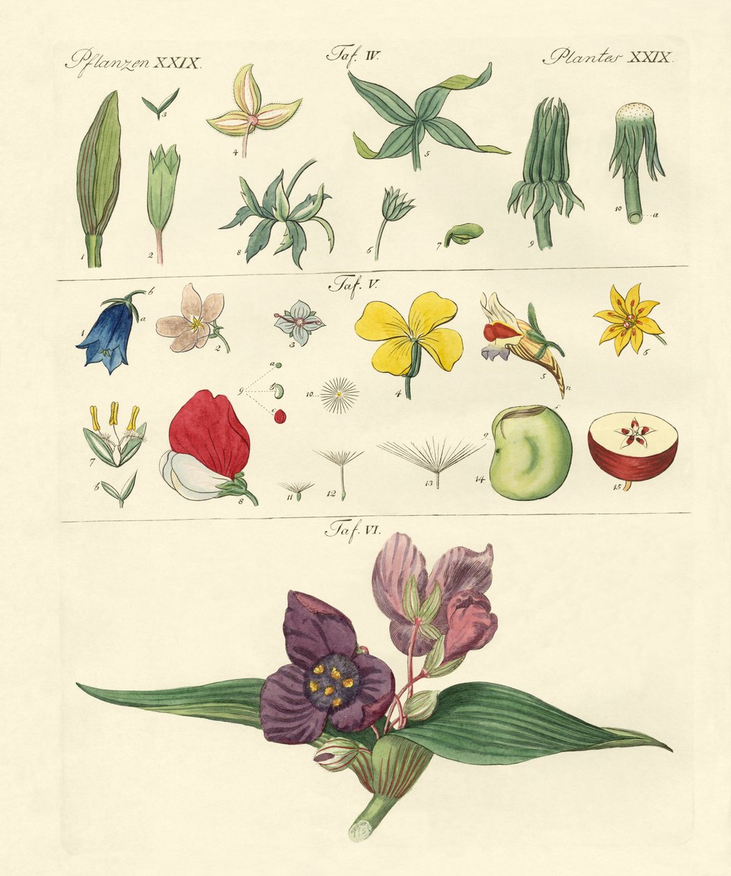 Parti singole di fiori da German School