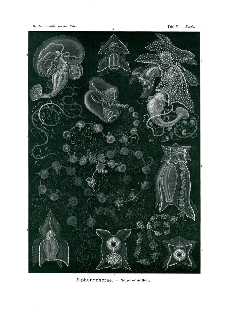 Siphonophorae da German School
