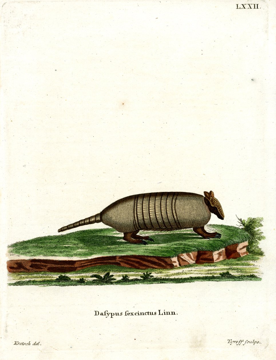 Armadillo a Sei Fasce da German School