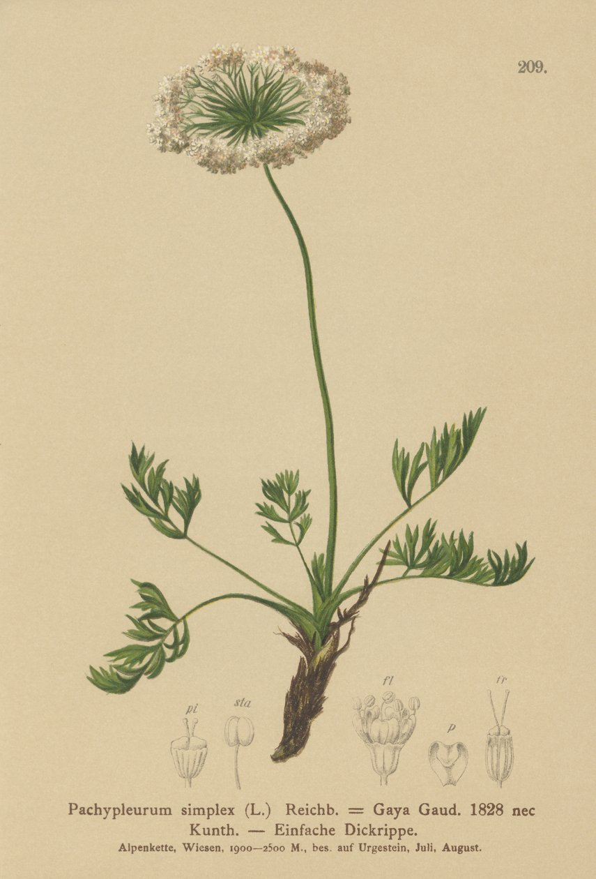 Piccolo levistico alpino (Pachypleurum mutellinoides, Pachypleurum simplex Pachypleurum alpinum, Pachypleurum simplex, Neogaya simplex, Gaya simplex, Ligusticum simplex) da German School