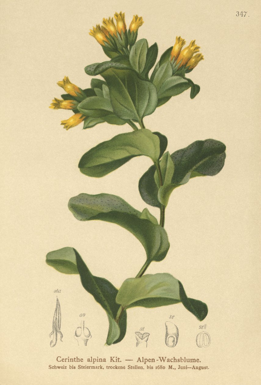 Cerinthe alpina (Cerinthe alpina, Cerinthe glabra subsp. glabra) da German School