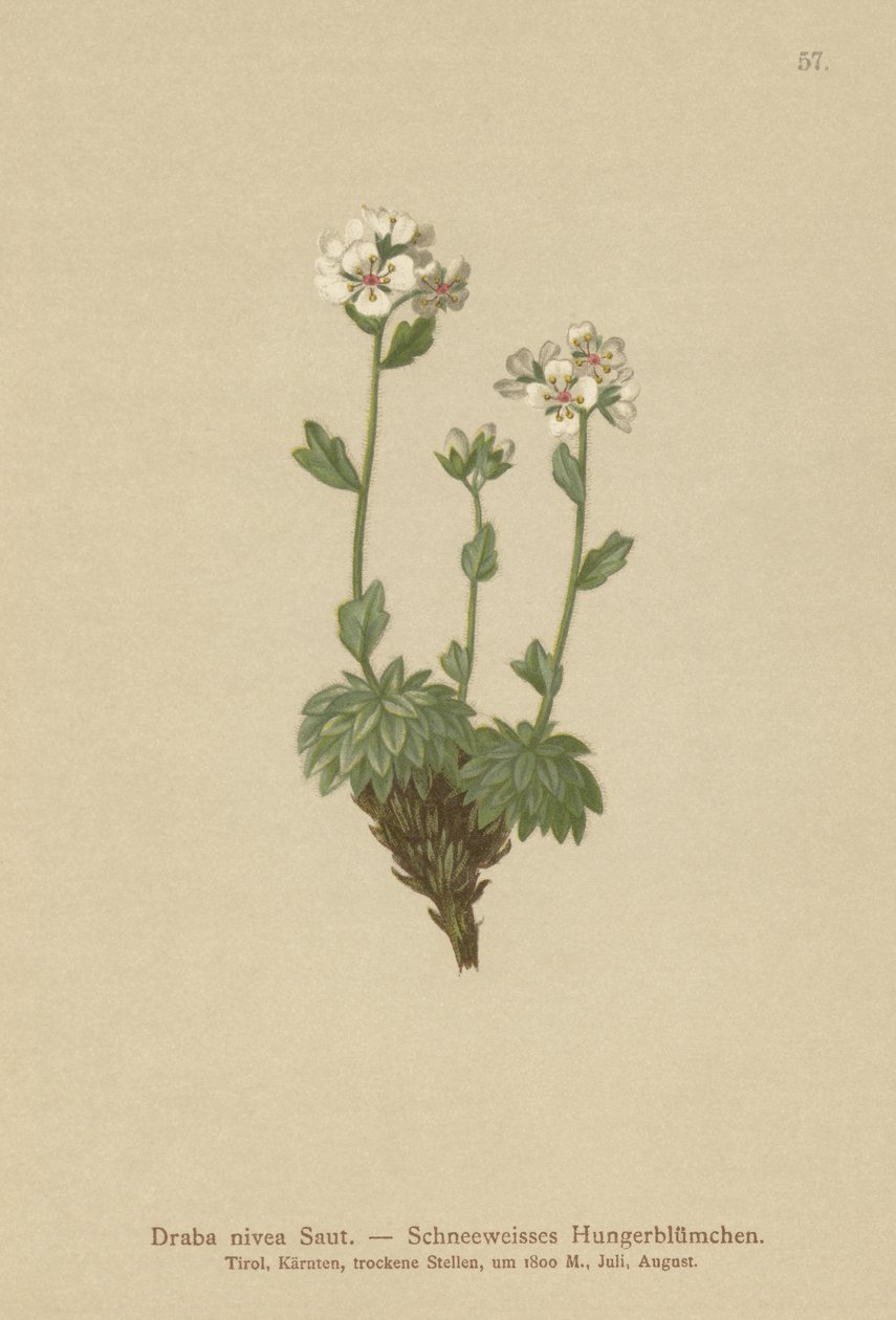 Draba nivea (Draba nivea) da German School