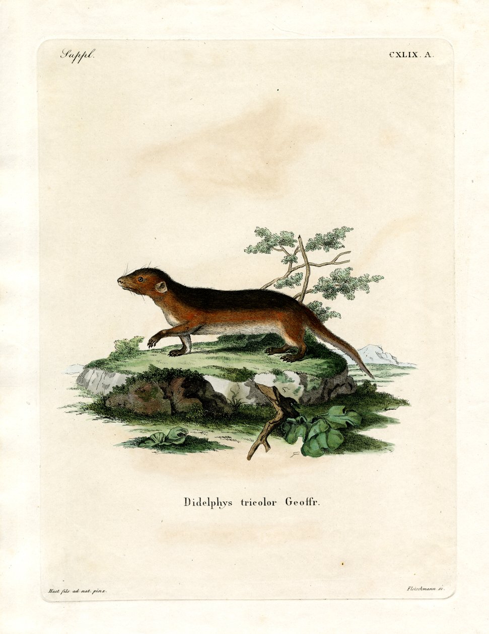 Opossum meridionale dai fianchi rossi da German School