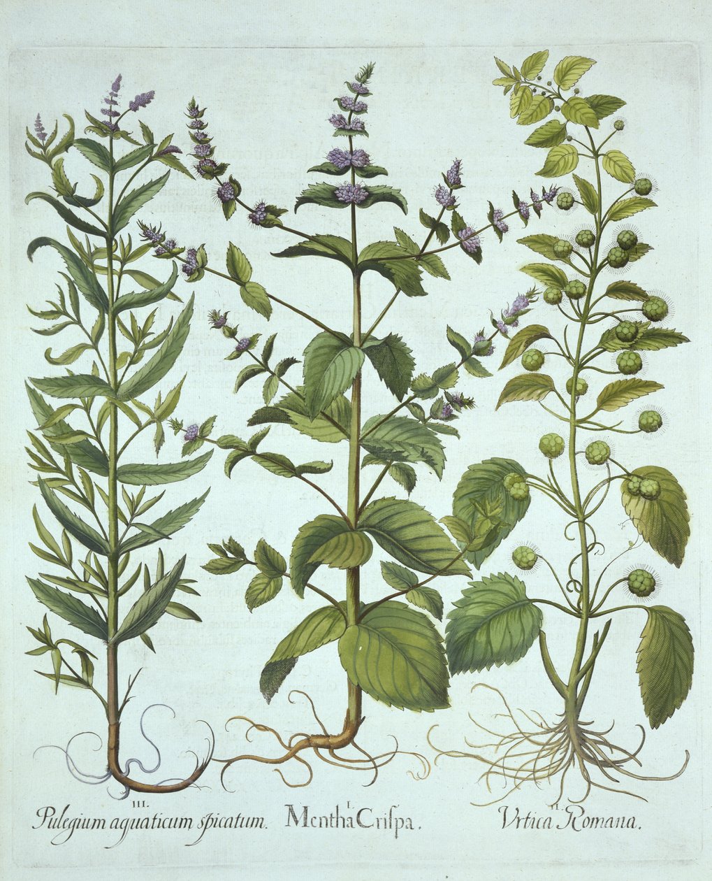 Menta verde, ortica romana e menta cavallina a foglie lunghe, da Hortus Eystettensis, di Basil Besler, pub. 1613 da German School