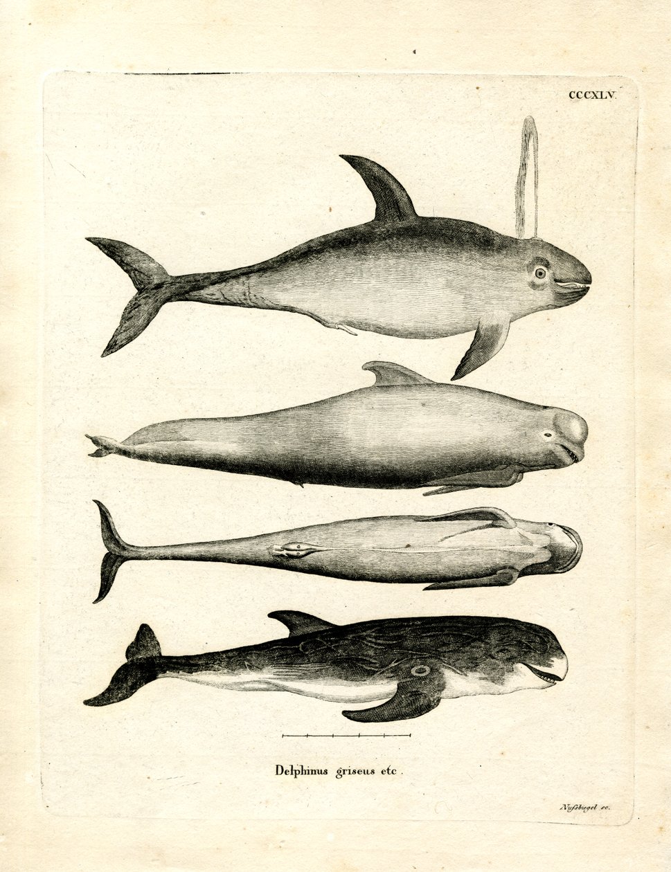 Specie di delfini da German School