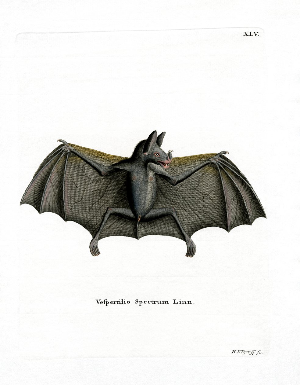 Pipistrello spettrale da German School
