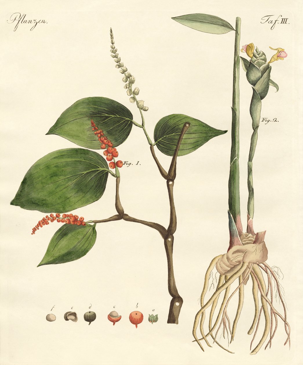 Spezie da German School