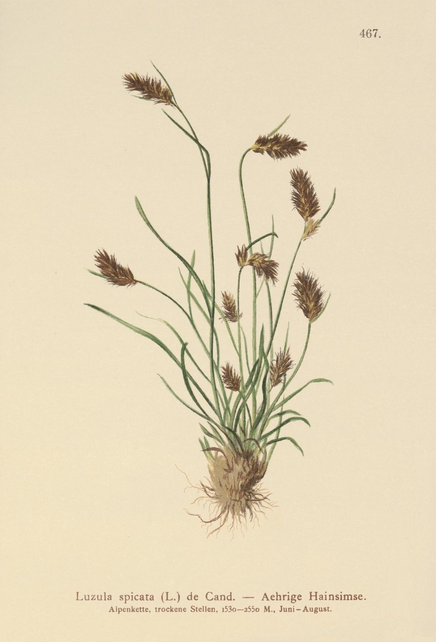 Luzula spicata da German School