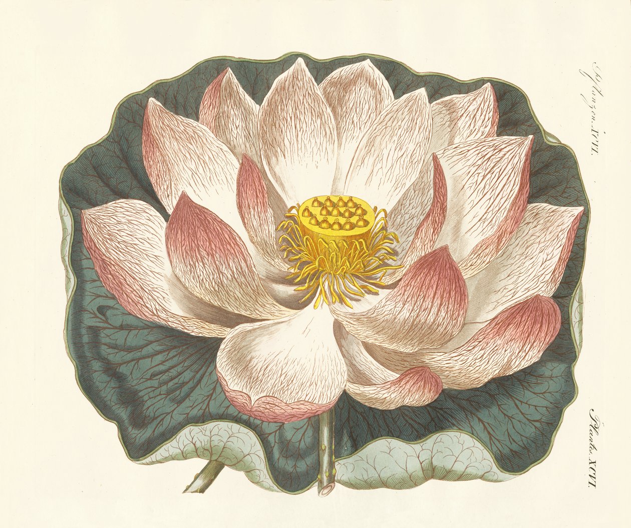 Fiori splendidi | German School | Stampa d'arte