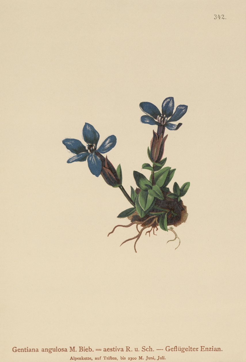Genziana di primavera (Gentiana verna, Gentiana angulosa, Gentiana aestiva) da German School