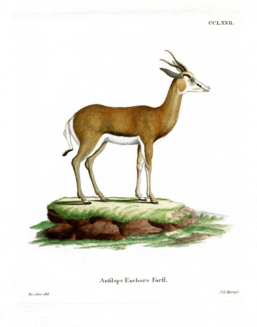 Springbok da German School