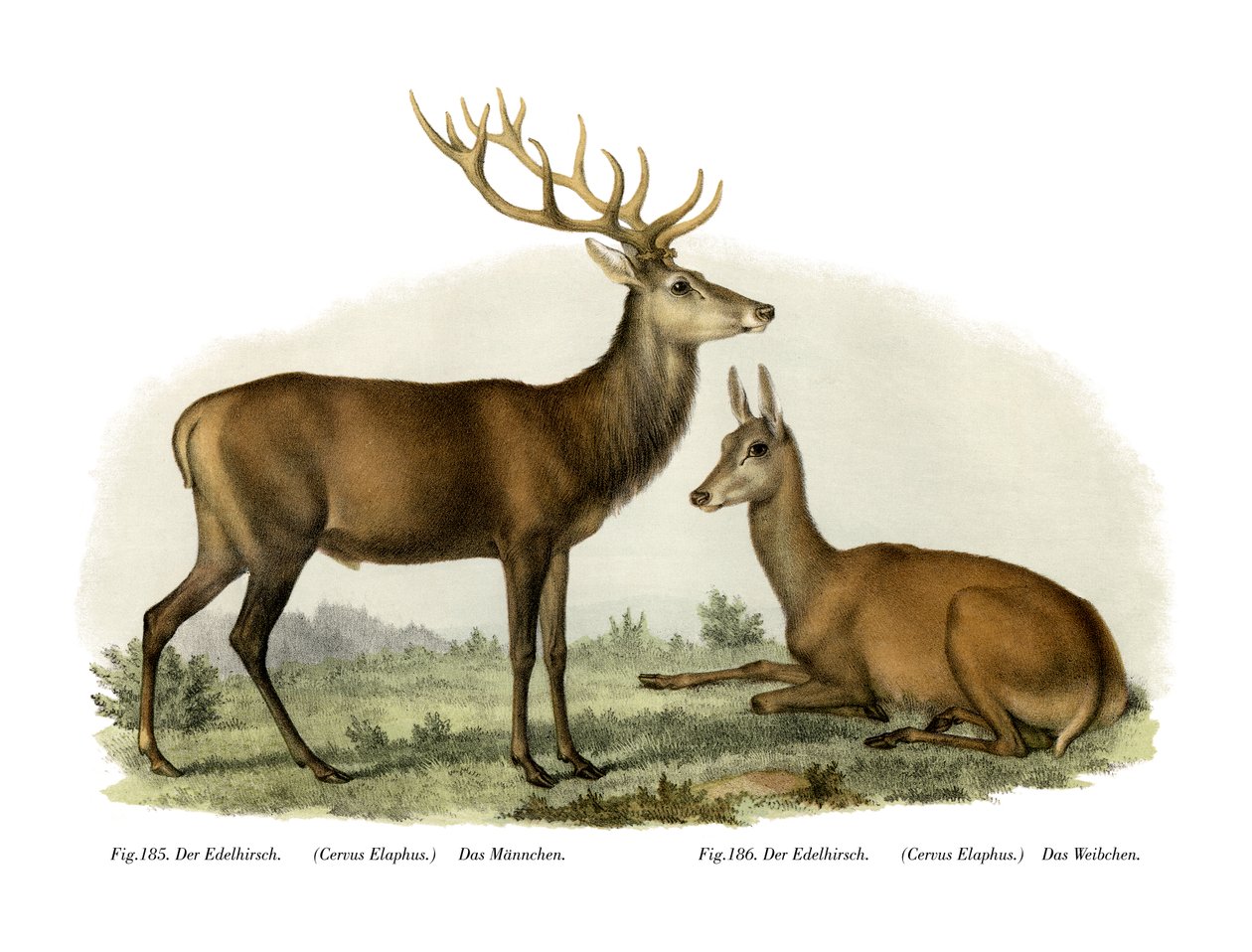 Cervo, 1860 da German School