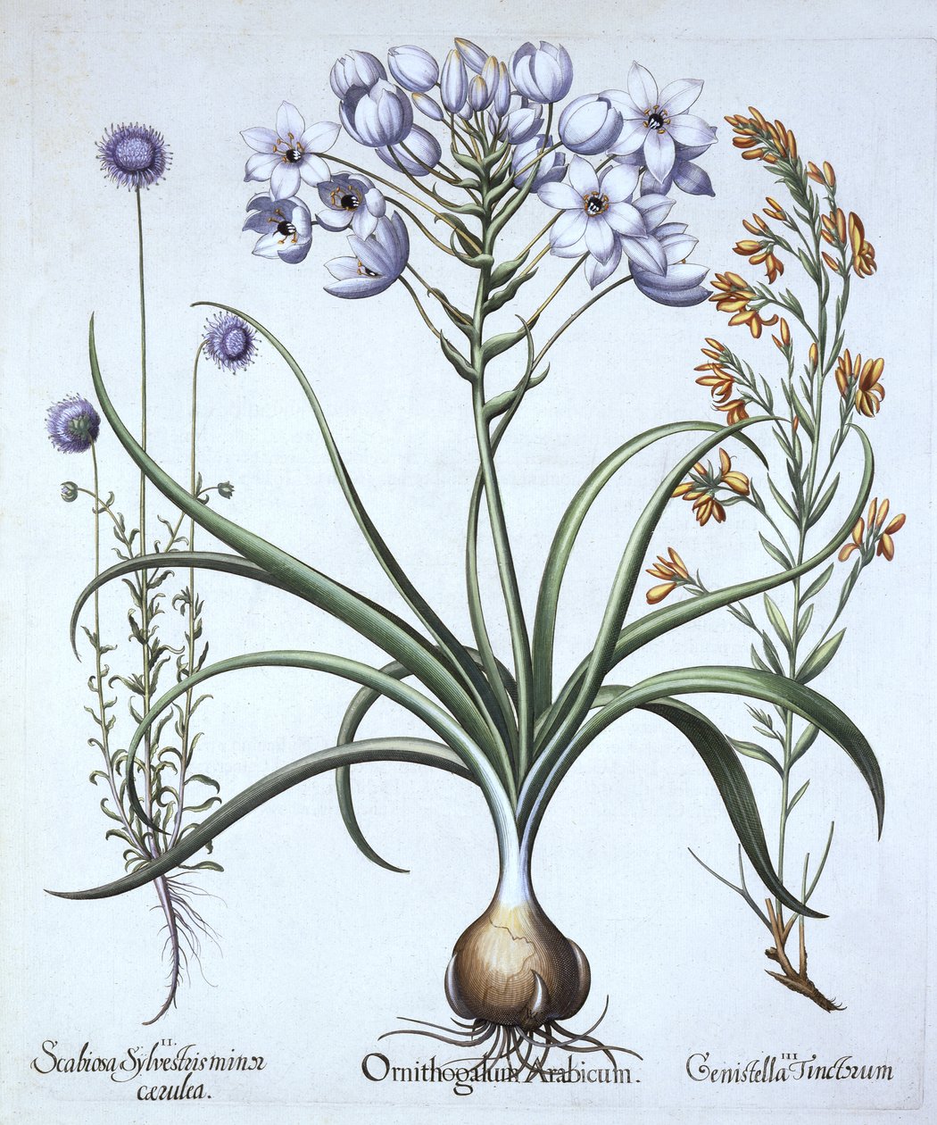Stella di Betlemme, con Globularia e Genista tinctoria, da Hortus Eystettensis, di Basil Besler, pub. 1613 da German School
