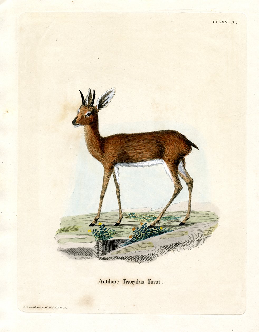 Steenbok da German School