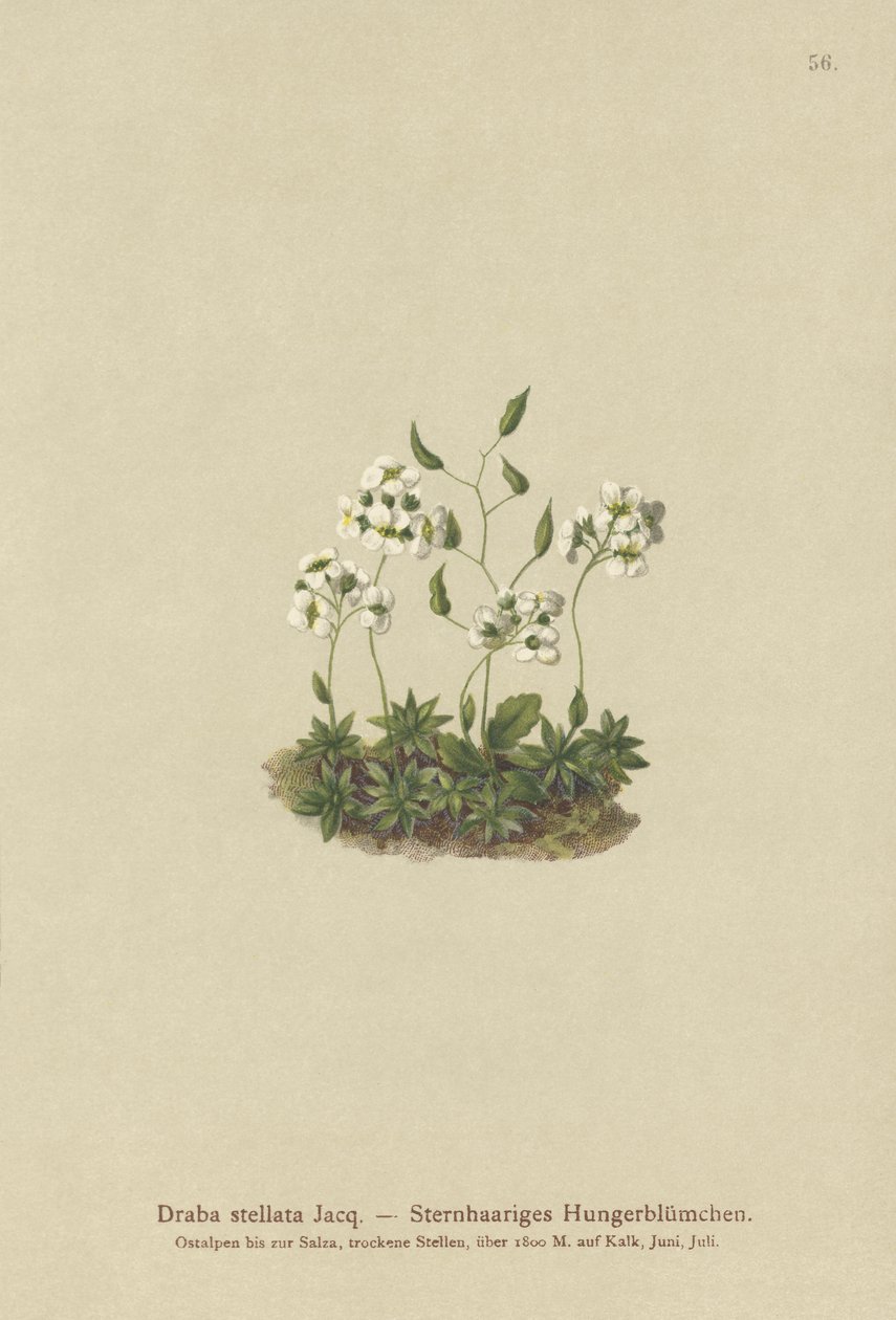 Draba stellata (Draba stellata) da German School