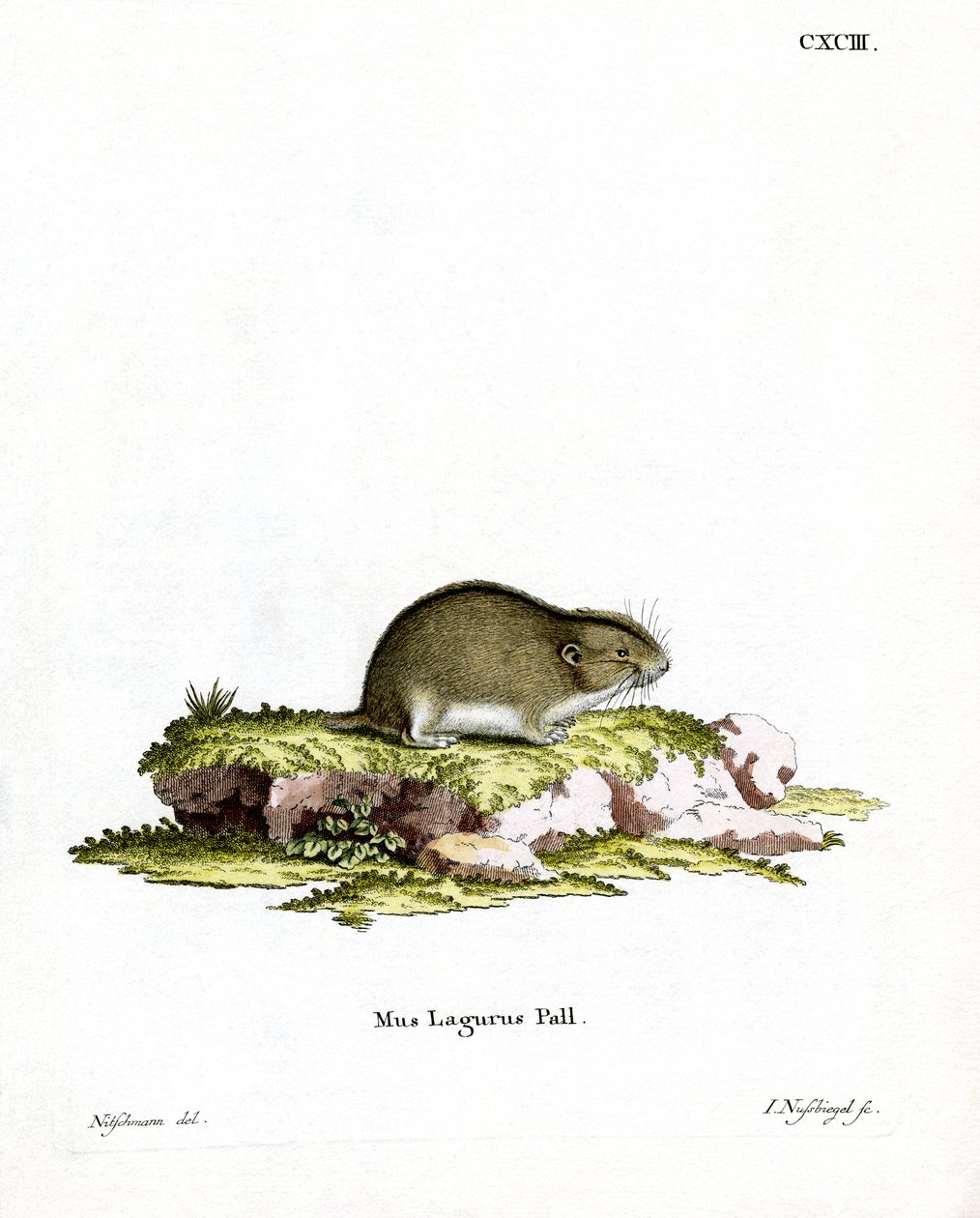Lemming delle steppe da German School