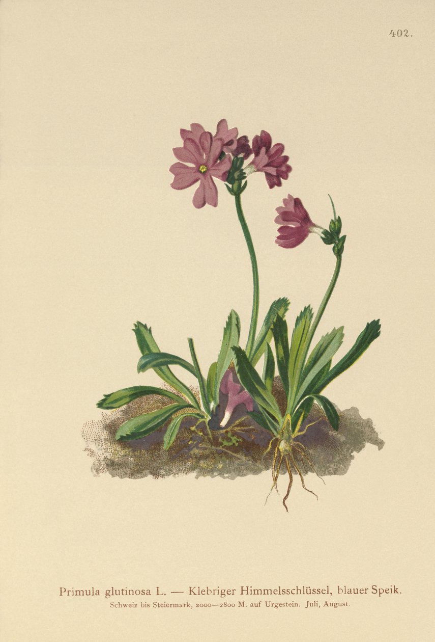 Primula glutinoso (Primula glutinosa) da German School