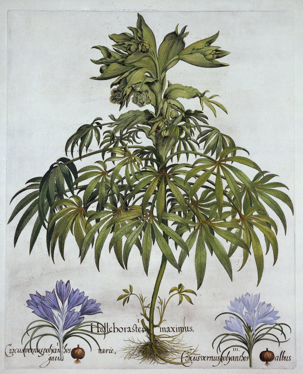 Elleboro puzzolente e due tipi di croco, da Hortus Eystettensis, di Basil Besler, pub. 1613 da German School