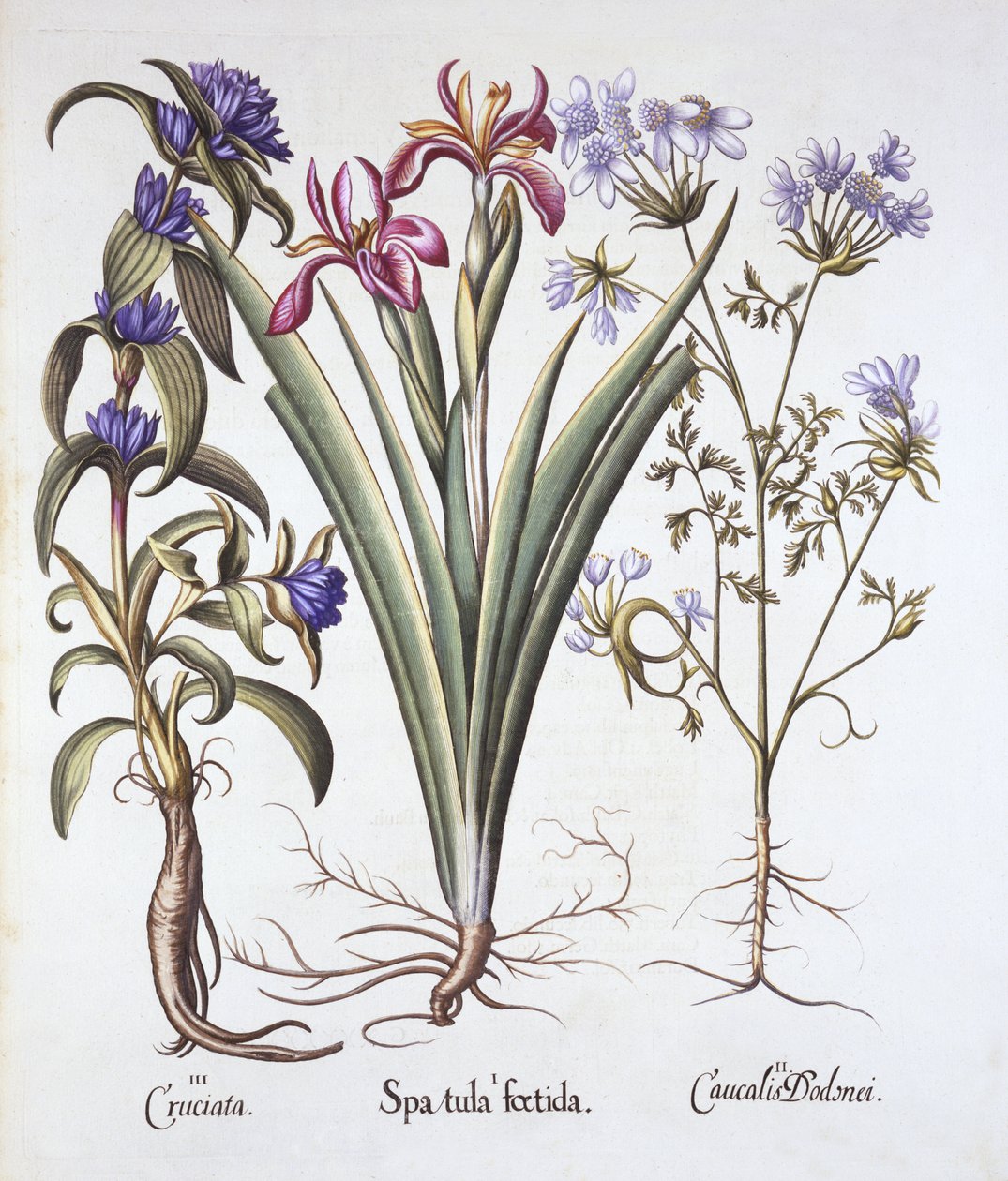 Giaggiolo puzzolente, orlaya e genziana crociata, da Hortus Eystettensis, di Basil Besler, pub. 1613 da German School