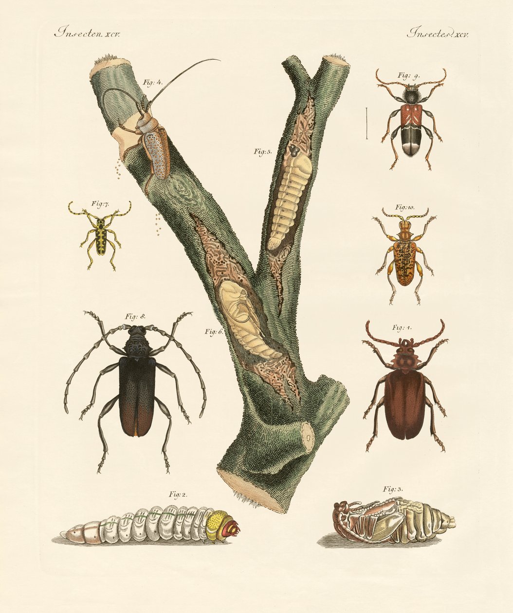 Strani coleotteri da German School