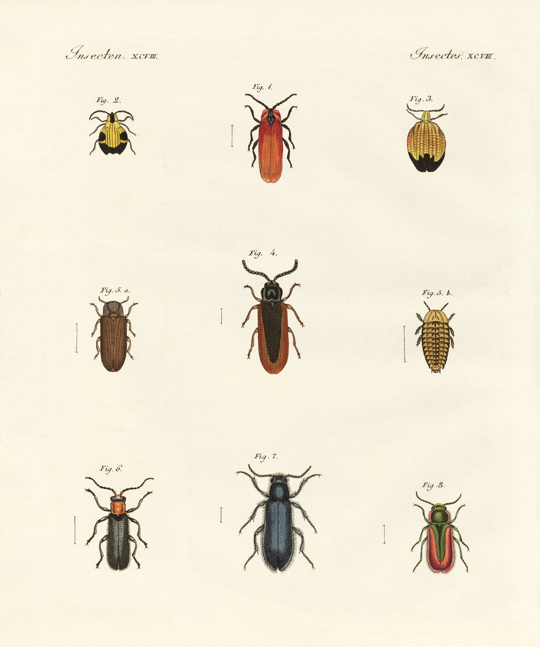 Coleotteri strani da German School