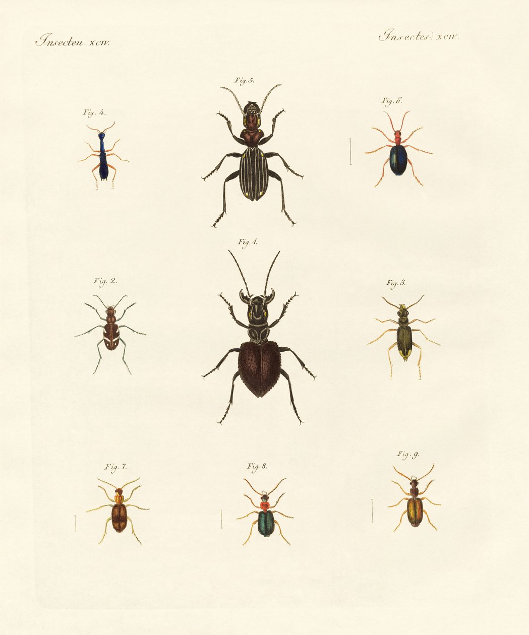 Strani coleotteri da German School