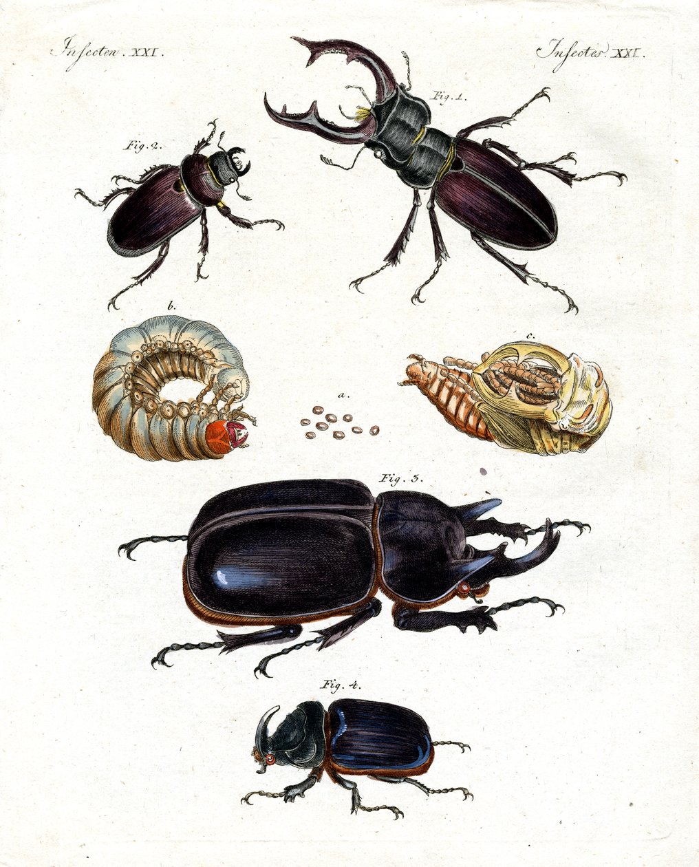 Coleotteri strani da German School