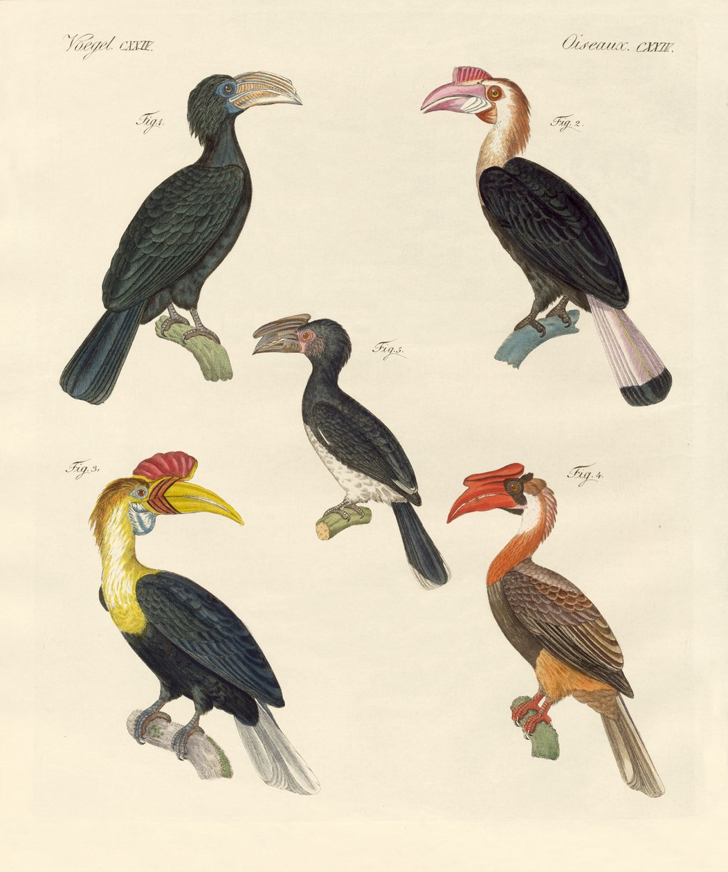 Strani uccelli da German School