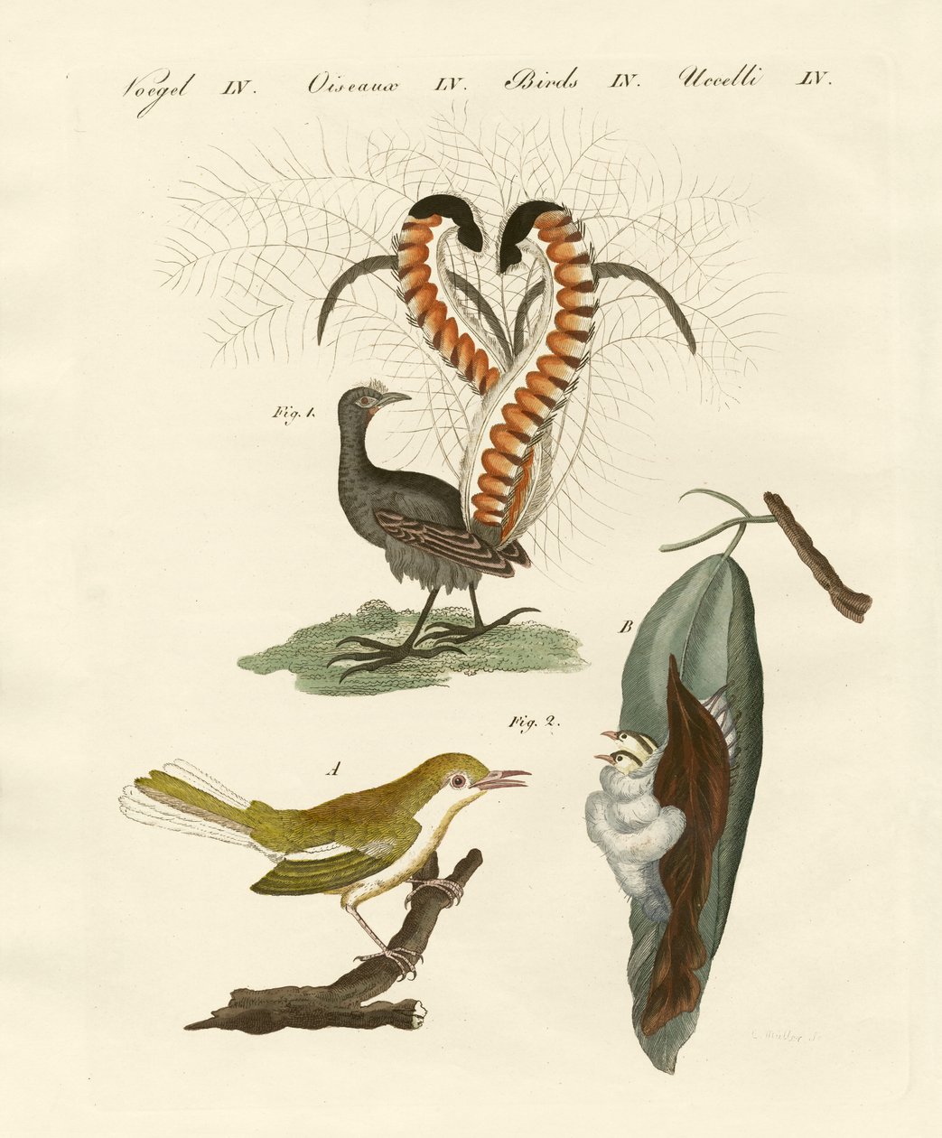 Uccelli strani da German School