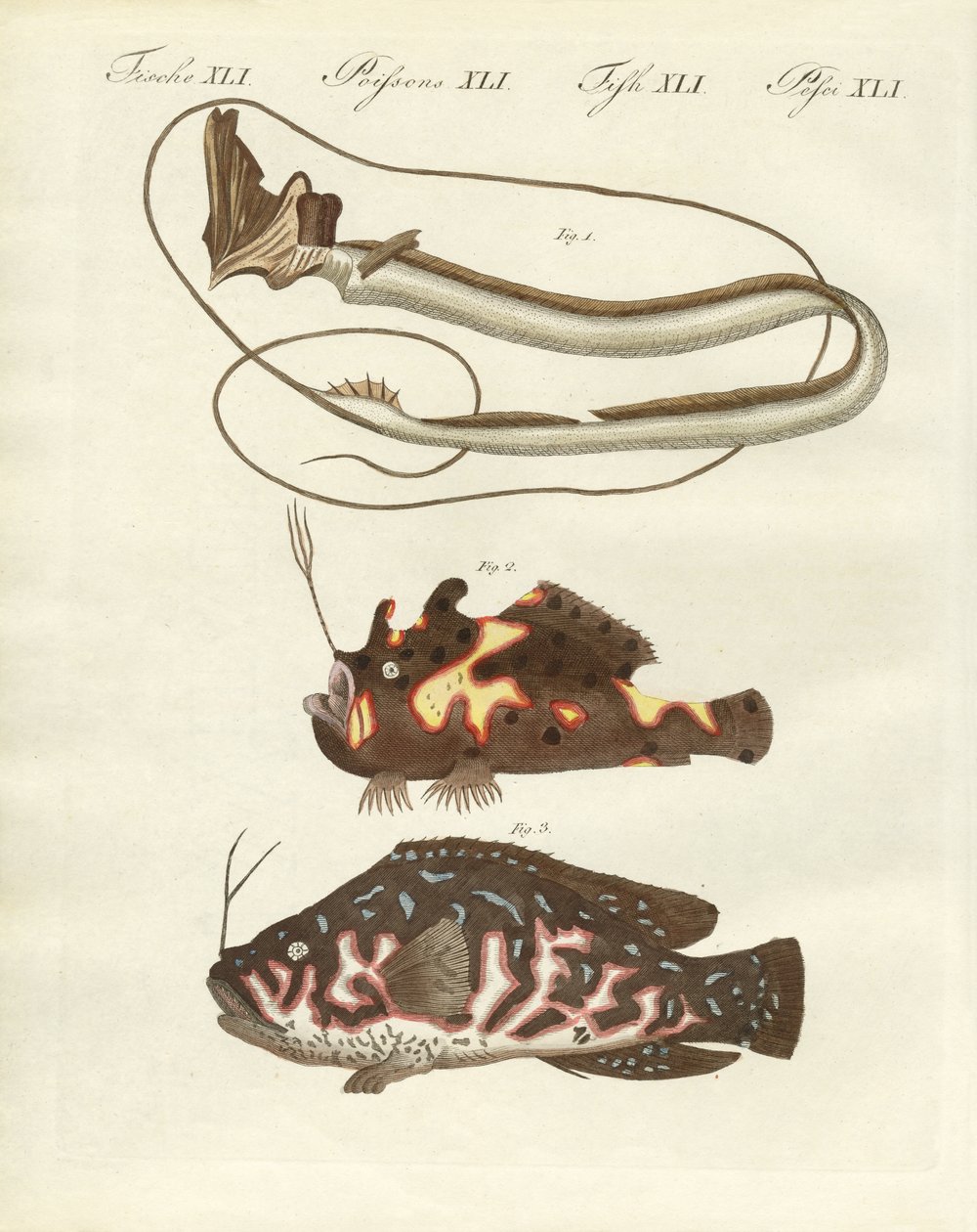 Pesce strano da German School
