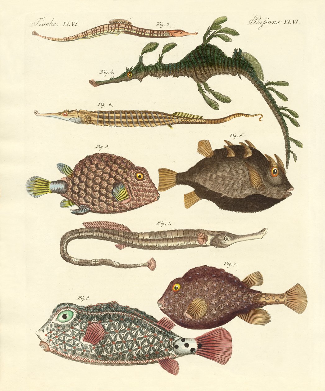 Pesci strani da German School