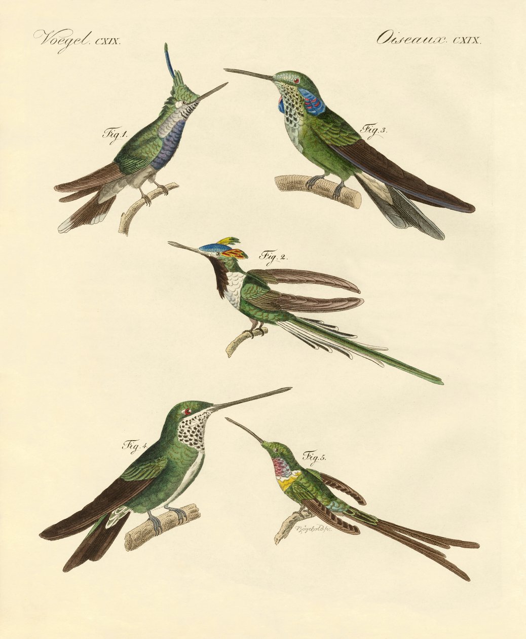 Strani colibrì da German School
