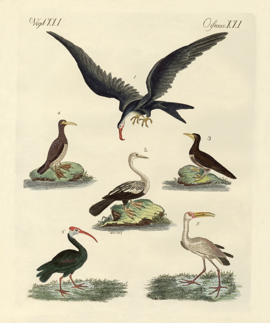 Strani uccelli di palude e acquatici da German School