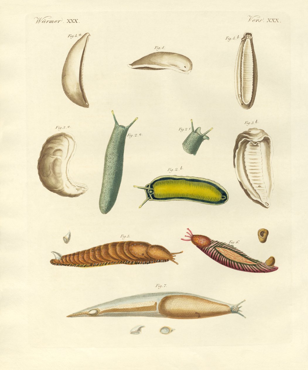 Molluschi strani da German School