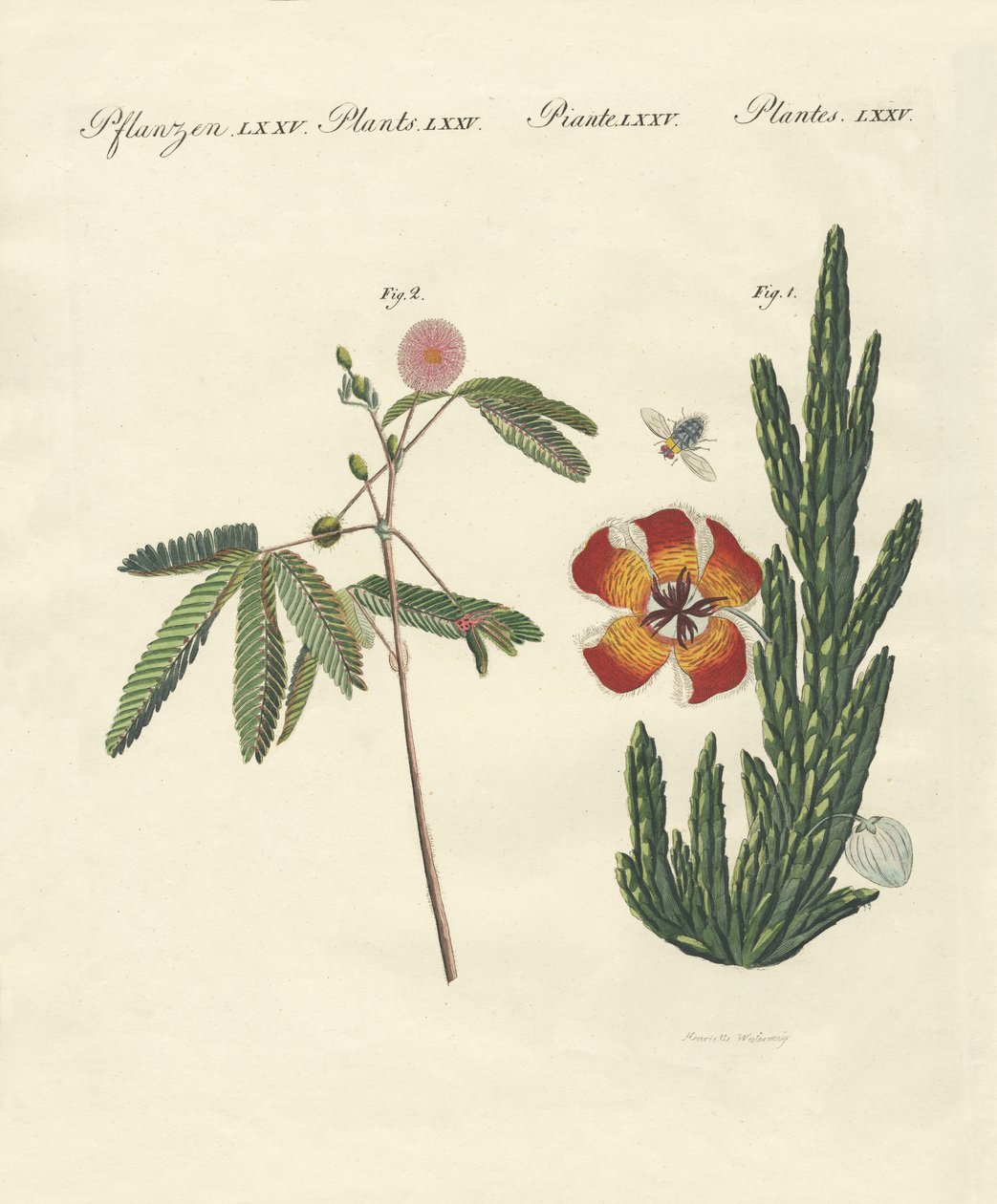 Piante strane da German School