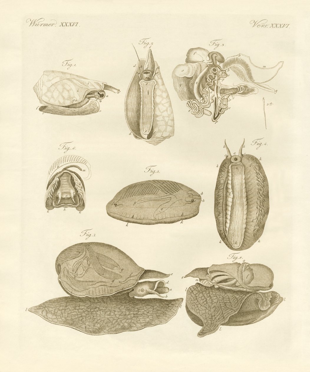 Strane lumache di mare da German School
