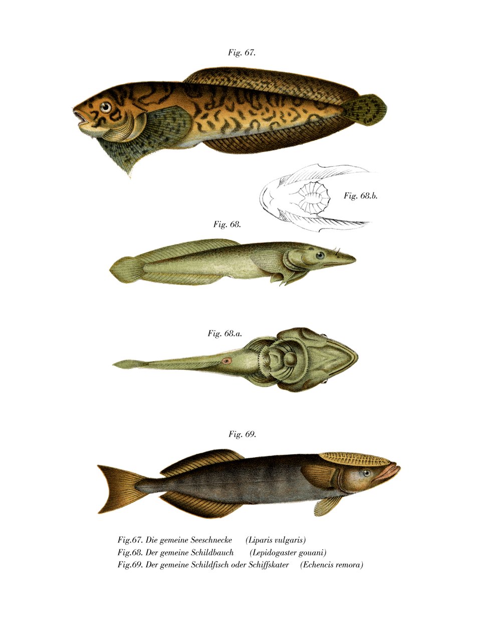 Lumaca di mare striata da German School