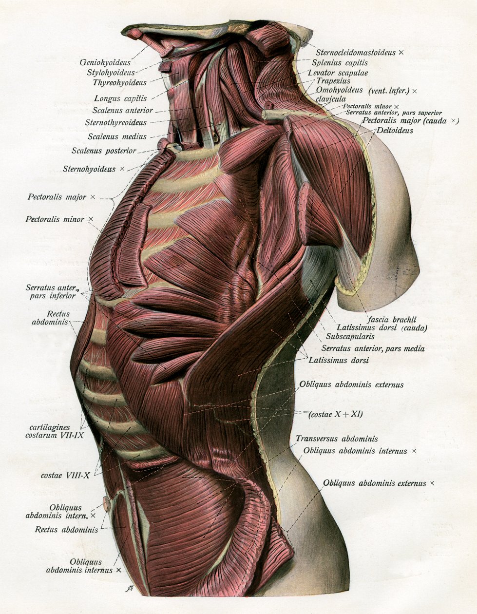 Studio dei muscoli del torso e del collo umano da German School