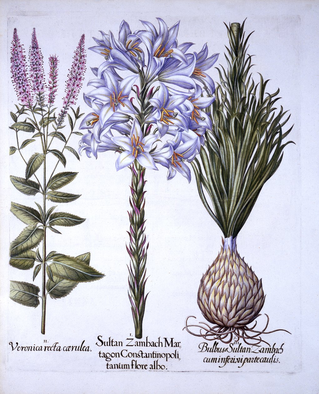 Giglio di Sultan Zambach e Bulbo, Veronica, da Hortus Eystettensis, di Basil Besler, pub. 1613 da German School