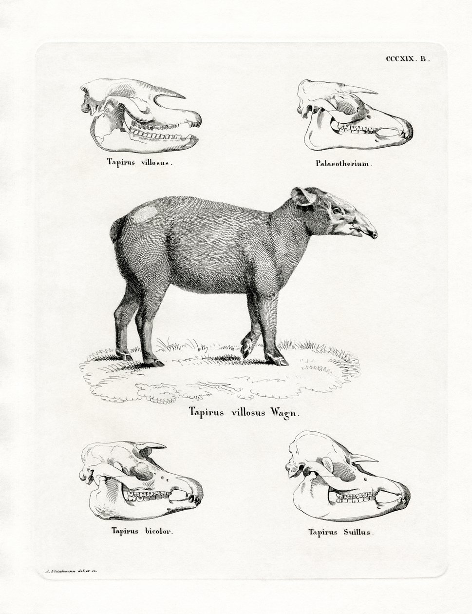Teschi di tapiro da German School