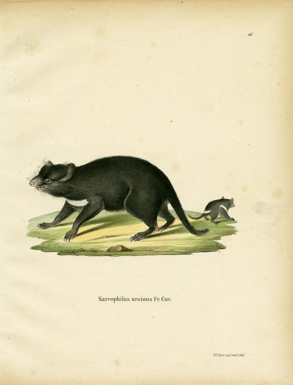 Diavolo della Tasmania da German School