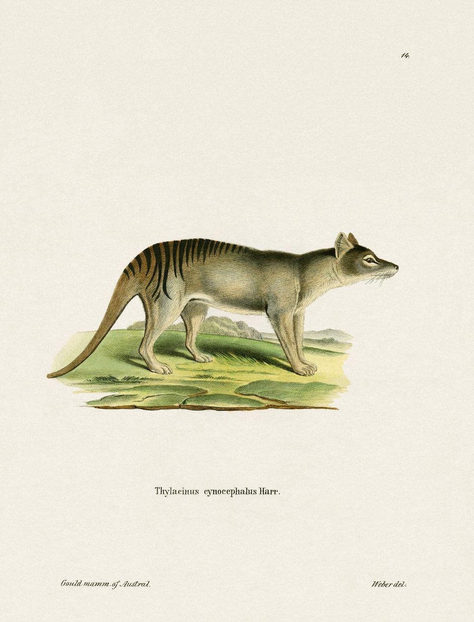 Tigre della Tasmania da German School