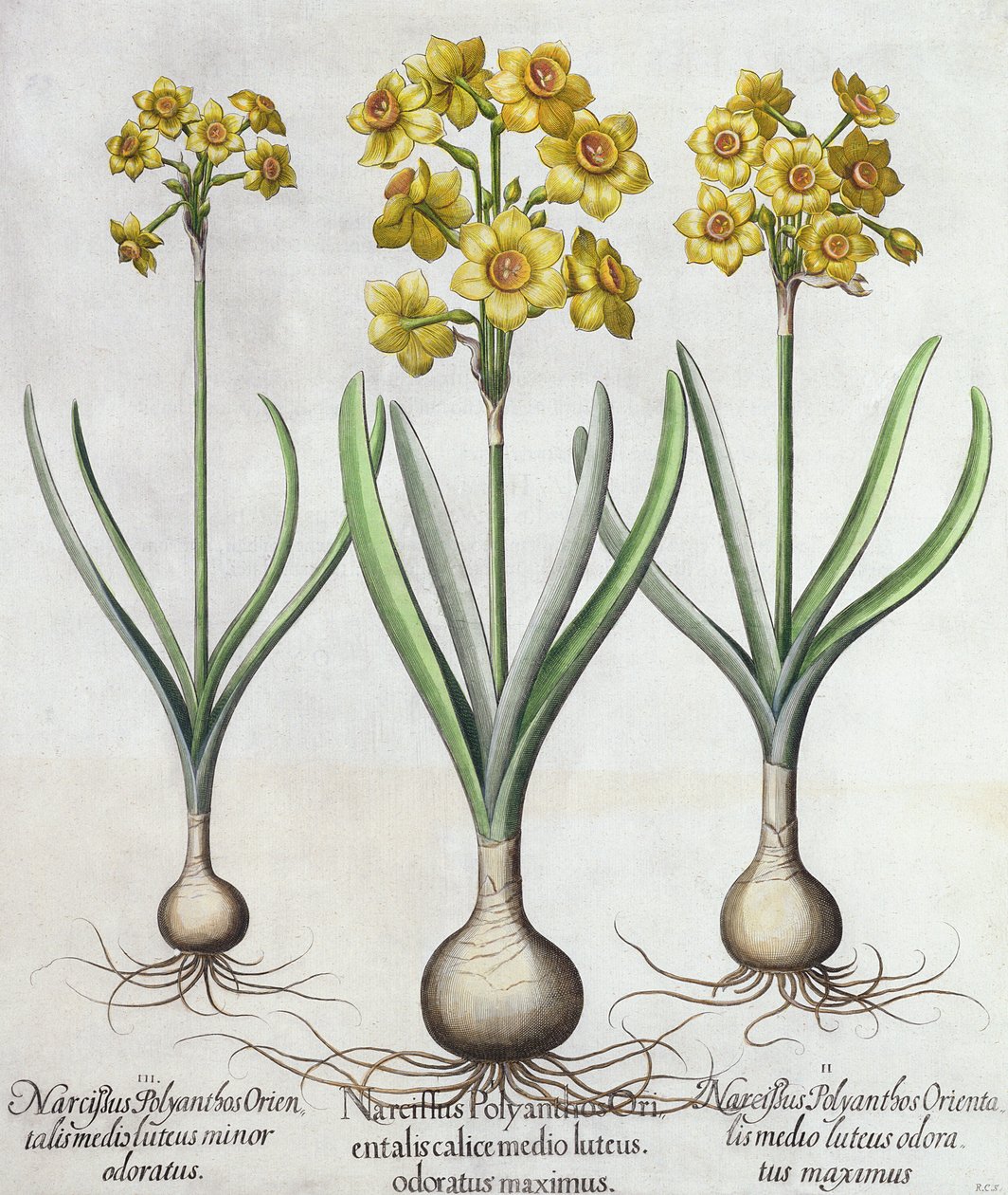 Narcisi Tazetta, da Hortus Eystettensis di Basil Besler, pub. 1613 da German School