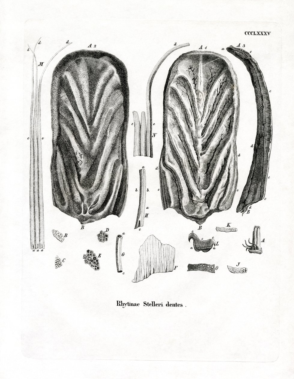 Denti della mucca di mare di Steller da German School